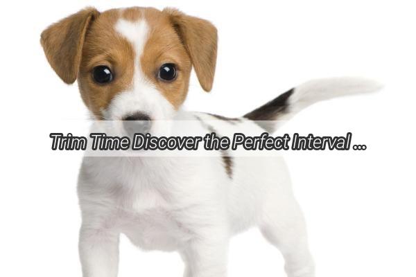 Trim Time Discover the Perfect Interval for Grooming Your Dogs Face Fur for Flawless Pups